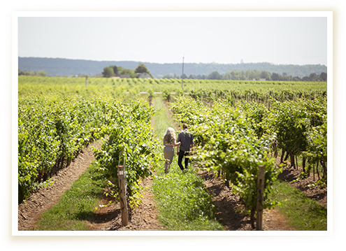 Latest News - Grape (495x359), Png Download