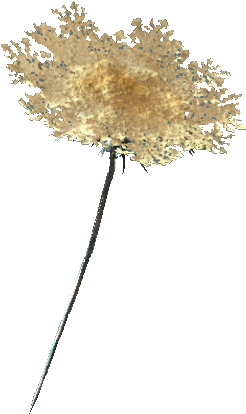 Carrot Flower - Fallout 4 Flowers (497x472), Png Download