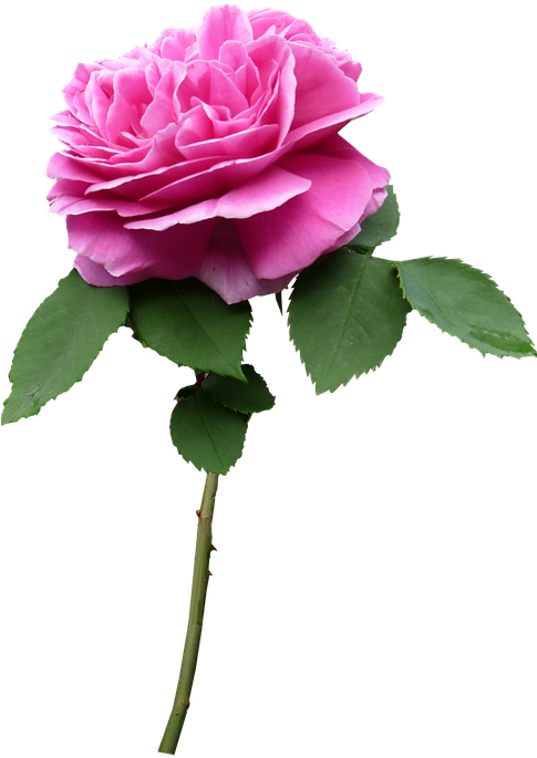 Stem, Rose, Pink, Flower - Flower With Stem Png (484x720), Png Download
