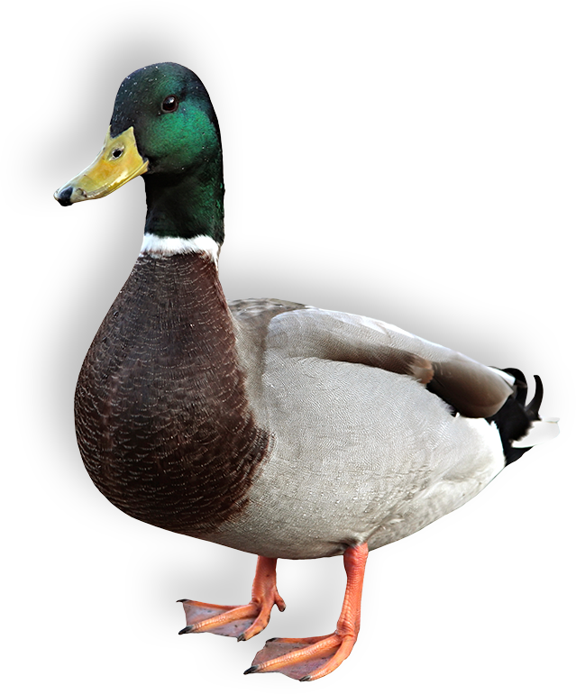Duck - Duck Pngh (639x770), Png Download