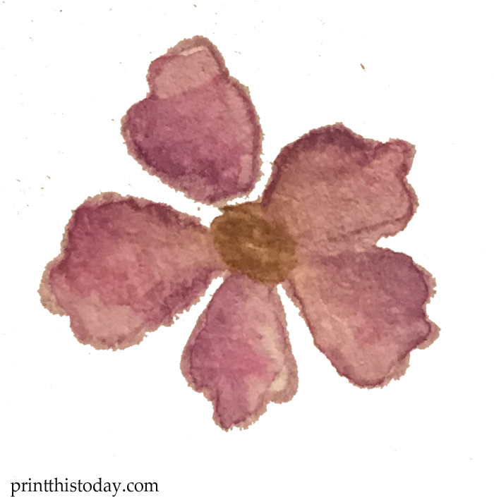Watercolor Flower - Mayflower (720x720), Png Download
