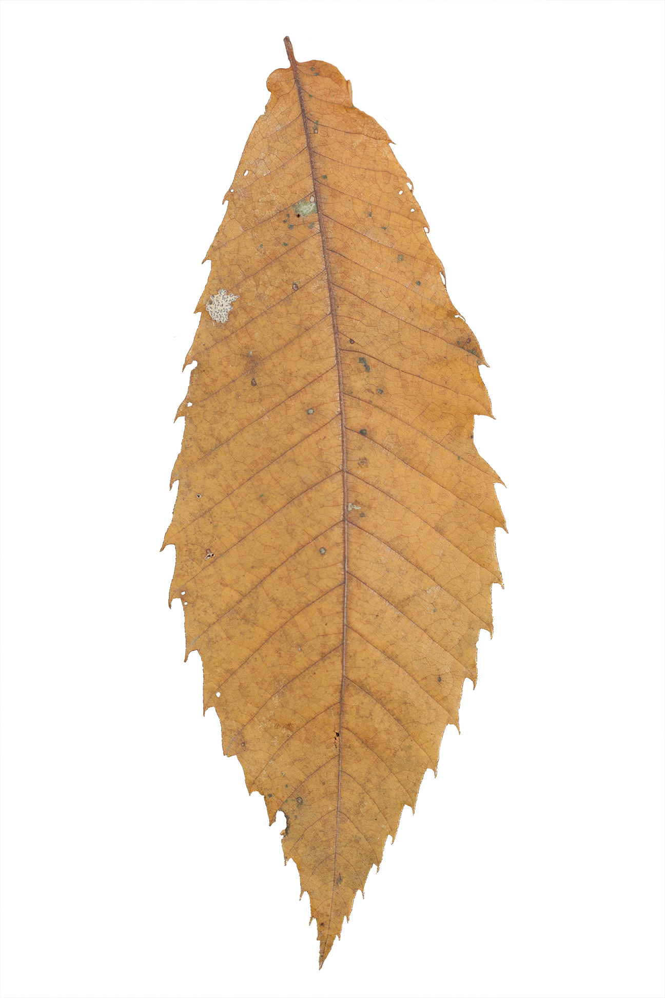 Vegetation Leaf Dry 01 - Maple (1296x1944), Png Download