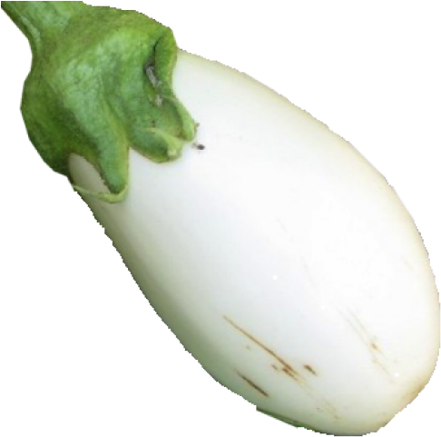 White Eggplant (500x550), Png Download