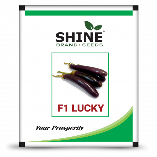 Brinjal F1-lucky - Marigold Brezza Orange (500x500), Png Download