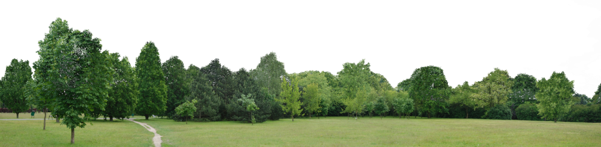 Download Christians Tree Line Trees Png A Lot Png Image With No Background Pngkey Com