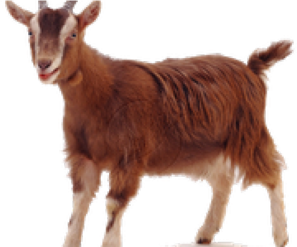 Goat Png Transparent Images - Goat Png (640x480), Png Download