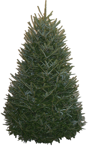 Balsam-fir Original - 12 Foot Fraser Fir Christmas Trees (500x500), Png Download