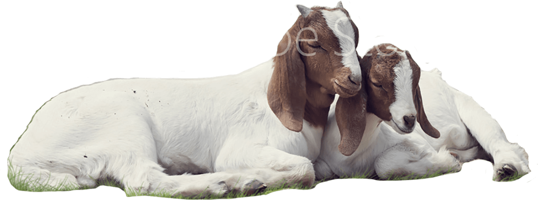 Goats - Goat (1088x415), Png Download