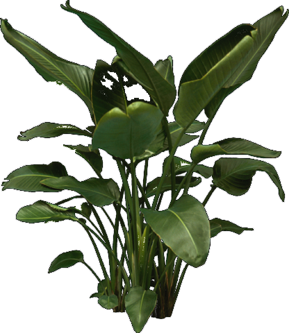 Png Images For Photoshop Trees Tree Plan View Png - Giant Bird Of Paradise Png (416x480), Png Download