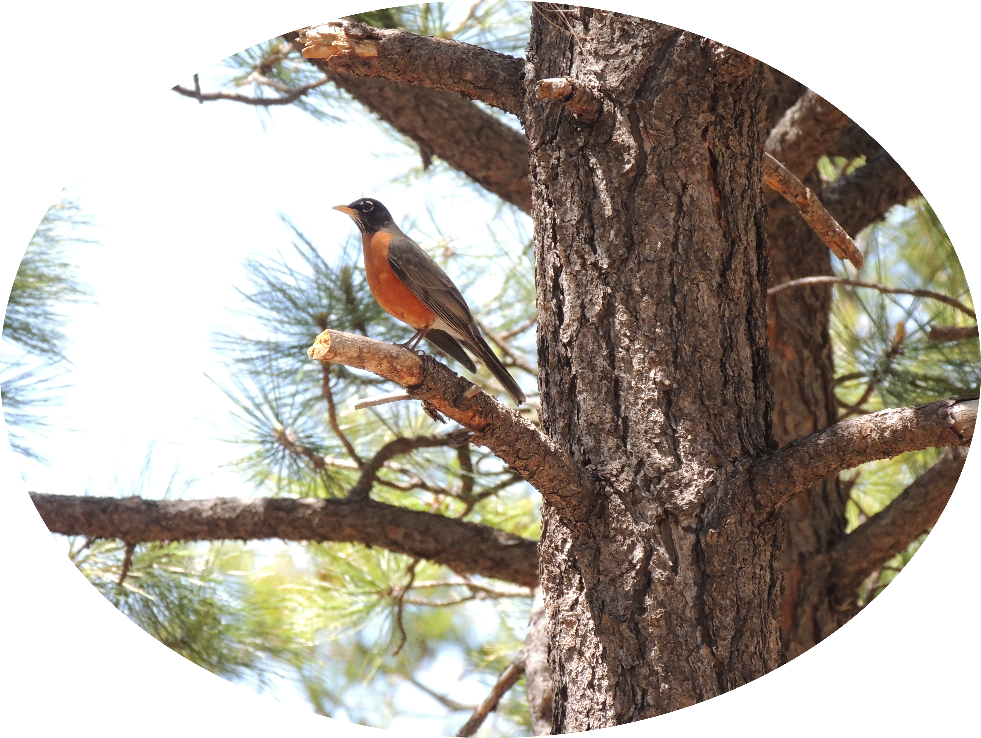 Extra Shots - Common Crossbill (3949x2970), Png Download