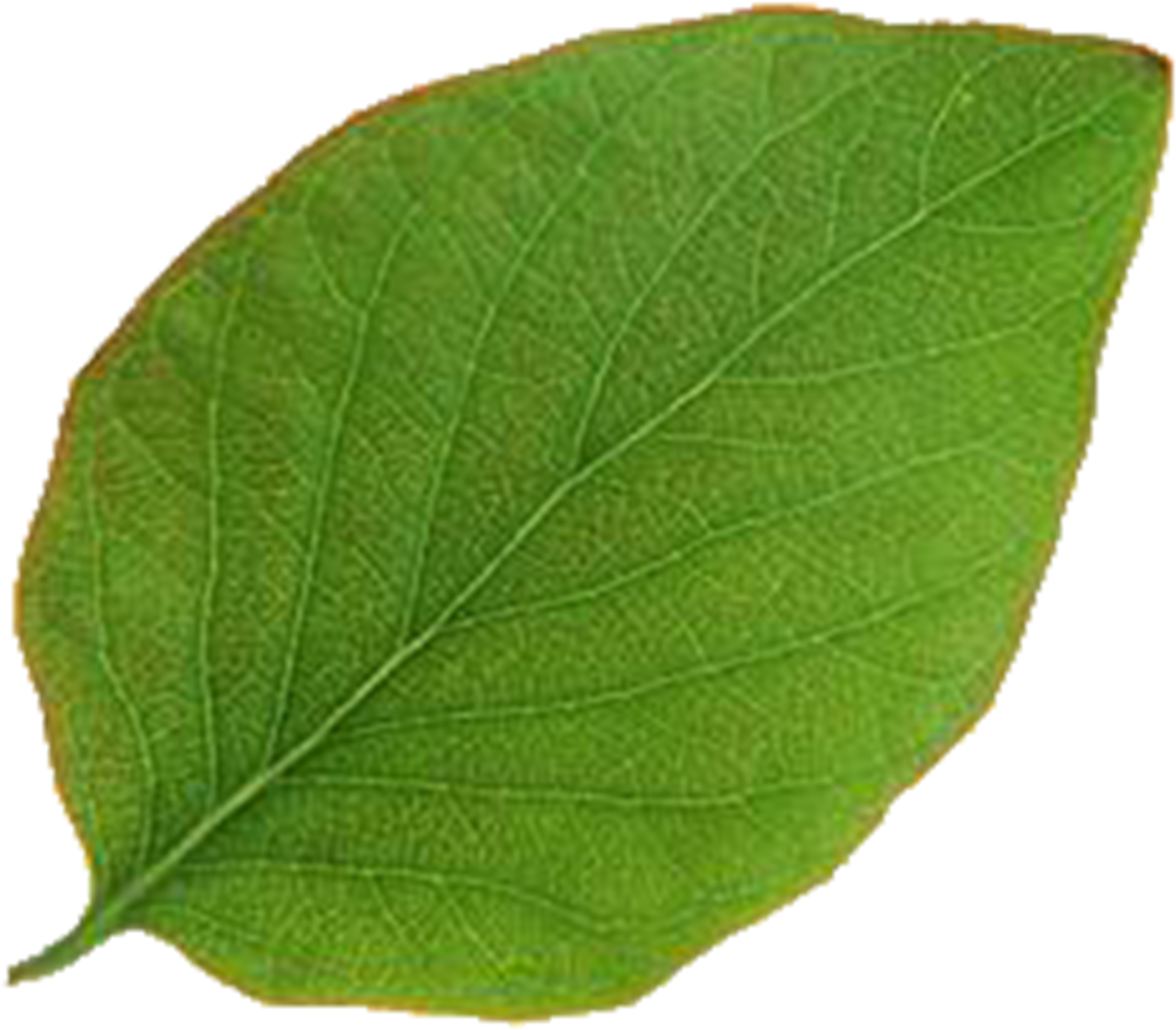 Plants (3000x2688), Png Download