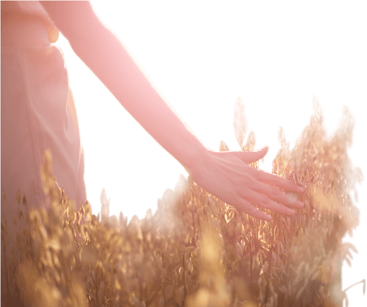 Wedding Hand - El Sabor Del Último Verano [book] (1080x602), Png Download