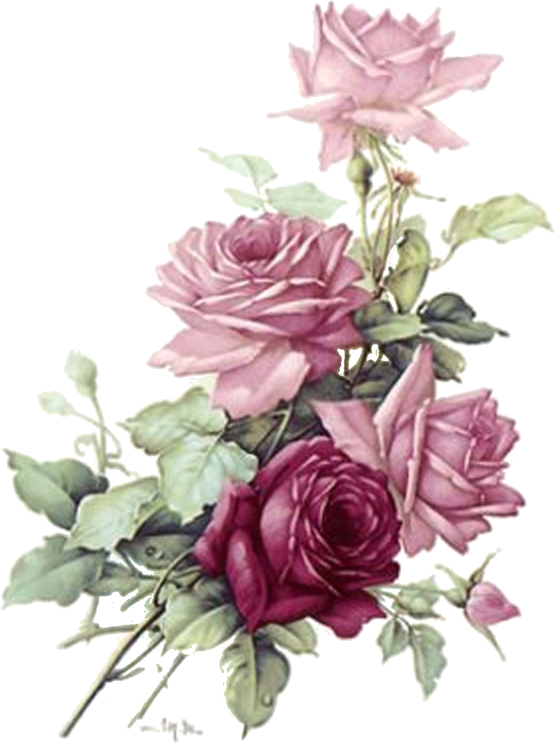 Roses - Transparent Burgundy Flowers Png (1255x1600), Png Download