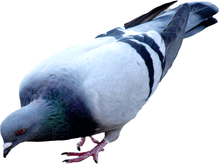 Pigeon Png Picture - Pigeon Png (957x600), Png Download