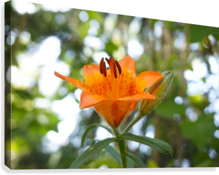Orange Flower Bokeh Canvas Print - Orange Lily (429x343), Png Download