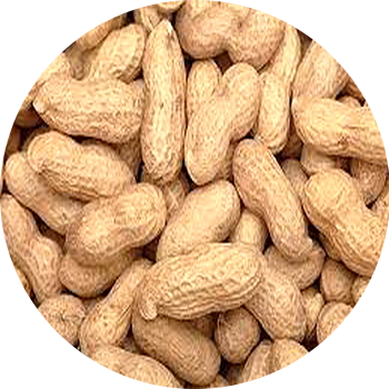 Peanuts Groundnuts - Dry Peanut (350x350), Png Download