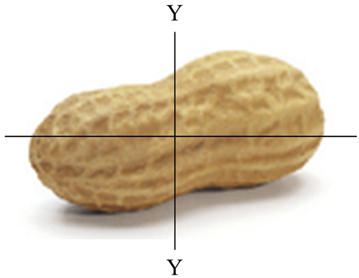 Axial Dimensions Of The Groundnut In-shell - Peanut (902x396), Png Download