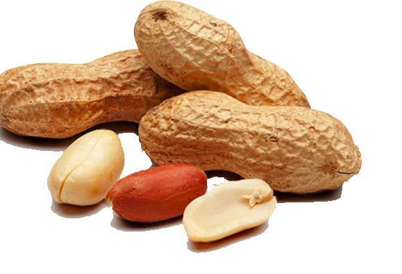 Peanut - Clinical Your Doctor (579x394), Png Download