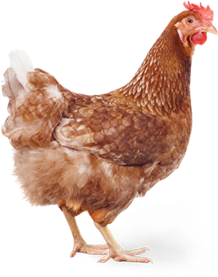 Chicken - Chicken Caesar Salad Meme (331x398), Png Download