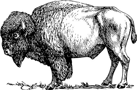 Game Meat Farms In Ottawa - Wild & Free (bison) Canvas Print - Small (752x440), Png Download