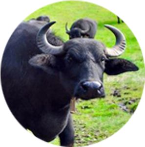 Image - The Water Buffalo (370x370), Png Download