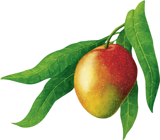 Mango Grafik (600x600), Png Download