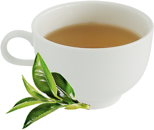 Tea Tree Cafe Hot Tea - Hot Green Tea Png (500x500), Png Download