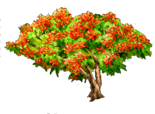 Royal Poinciana Tree - Tree (674x491), Png Download
