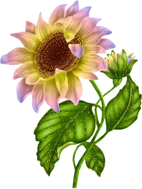 New Sunflower Clipart Black And White Hd Images - Sunflower Drawing High Resolution (600x799), Png Download
