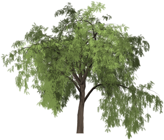 Plants Clipart Sweet Pepper - Pimiento Arbol Png (720x720), Png Download