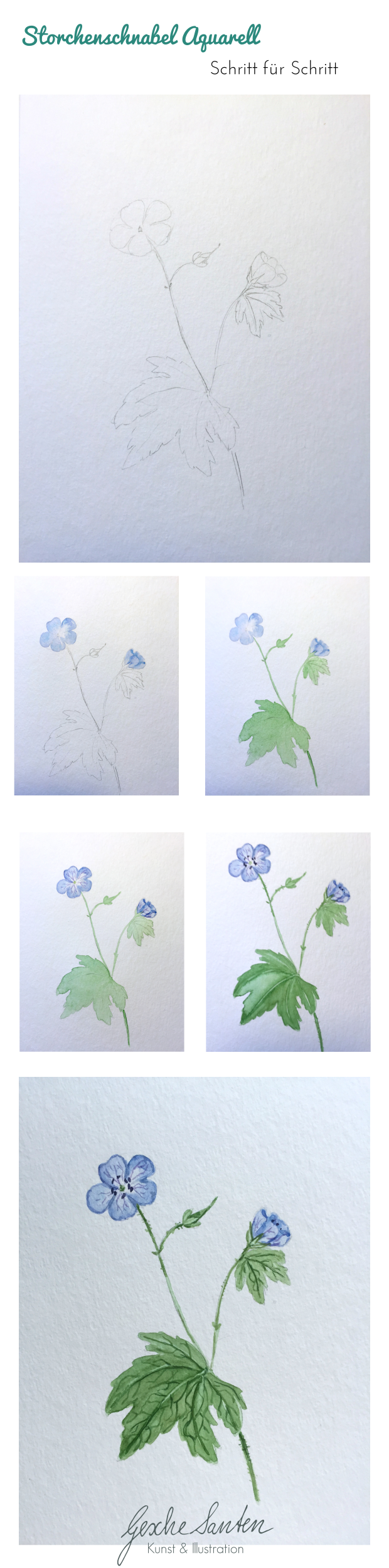 Botanik Für Künstler Wie Kann Floristisches Wissen - Dame’s Rocket (620x2500), Png Download