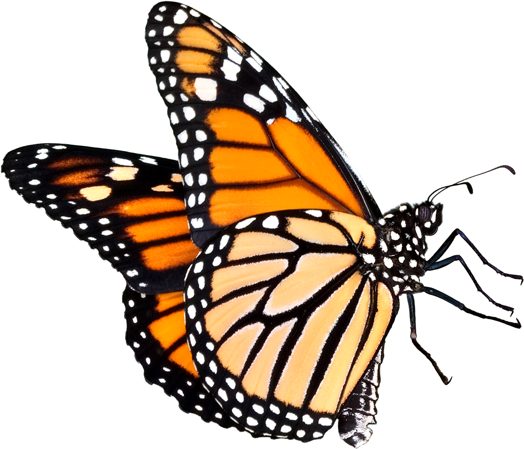 Butterfly Png Five Siting Position (1100x955), Png Download