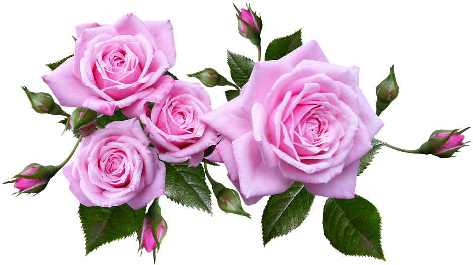 Rose, Flower, Arrangement, Plant - Pink Roses Transparent Background (960x535), Png Download