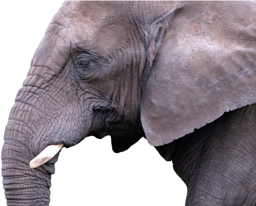 Elephant - Indian Elephant (505x400), Png Download