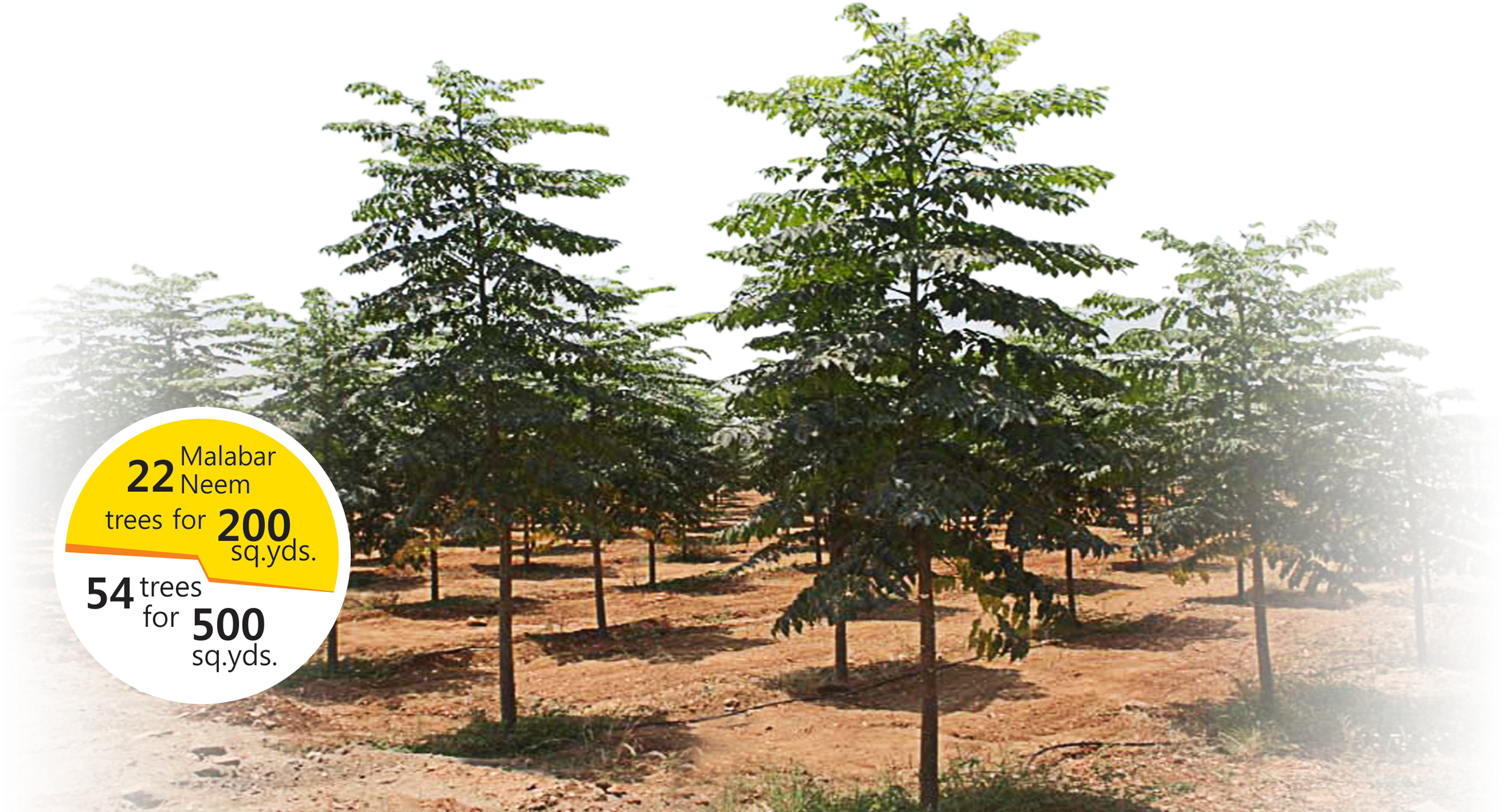 Sweet Reward Of Free Malabar Neem Trees - Melia Dubia (2460x1984), Png Download