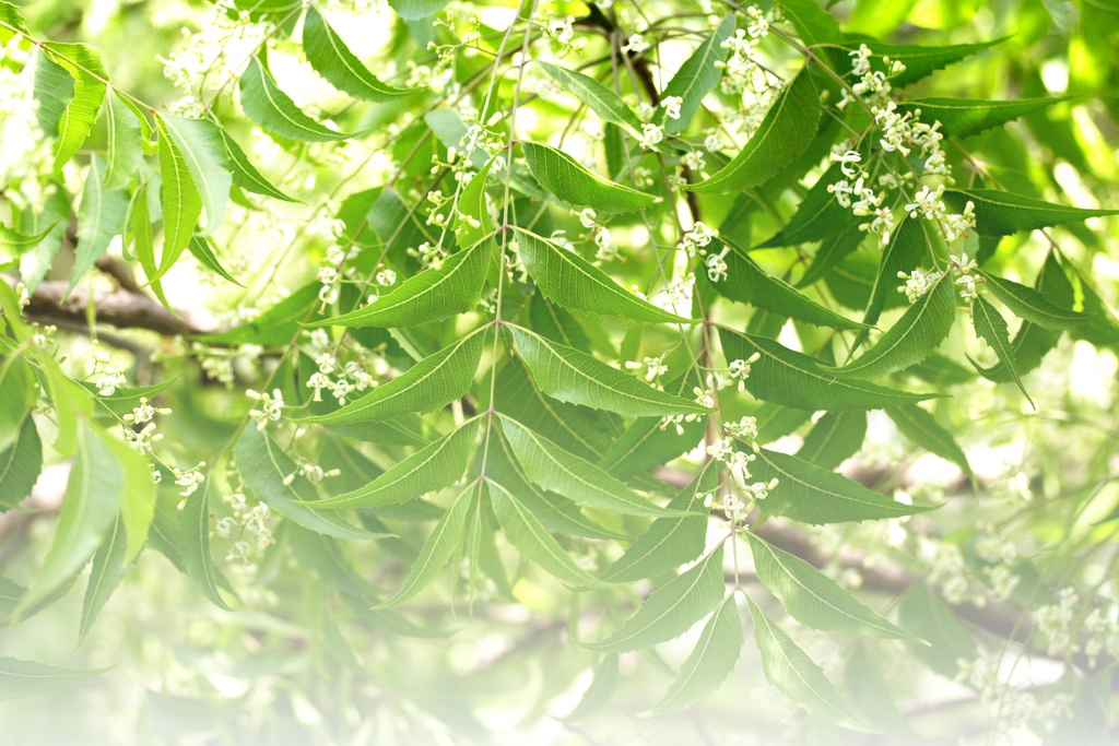 Senegal Neem Foundation © 2016 Frontier Theme - Neem Tree (1024x683), Png Download