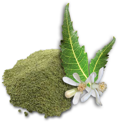 Uses Of Neem Powder - Jalpur Ground Neem Leaf Powder (limda Powder) (392x394), Png Download