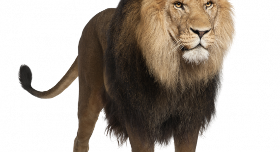 Exclusive Lions Photo Download Lion Png Images Free - Lion Standing Images Hd (570x310), Png Download