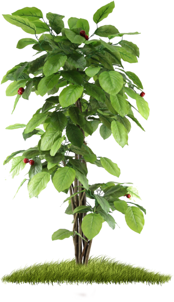15 Small Plant Png For On Mbtskoudsalg - Small Tree Hd Png (730x1095), Png Download