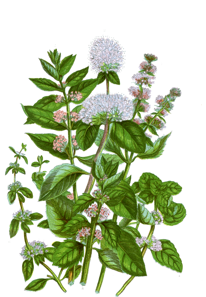 Mint Botanical Illustration (1016x1500), Png Download