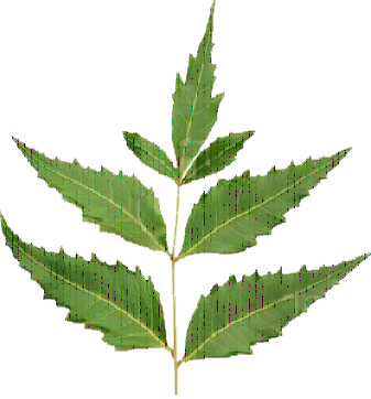 Neem Oil Is Avaiable In 100ml, 250 Ml, 500 Ml, 1 Litre, - Neem Leaf Png (337x362), Png Download