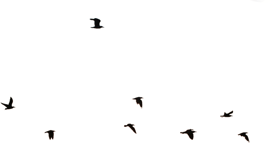 Flying Birds Images Png - Flock (1920x1080), Png Download
