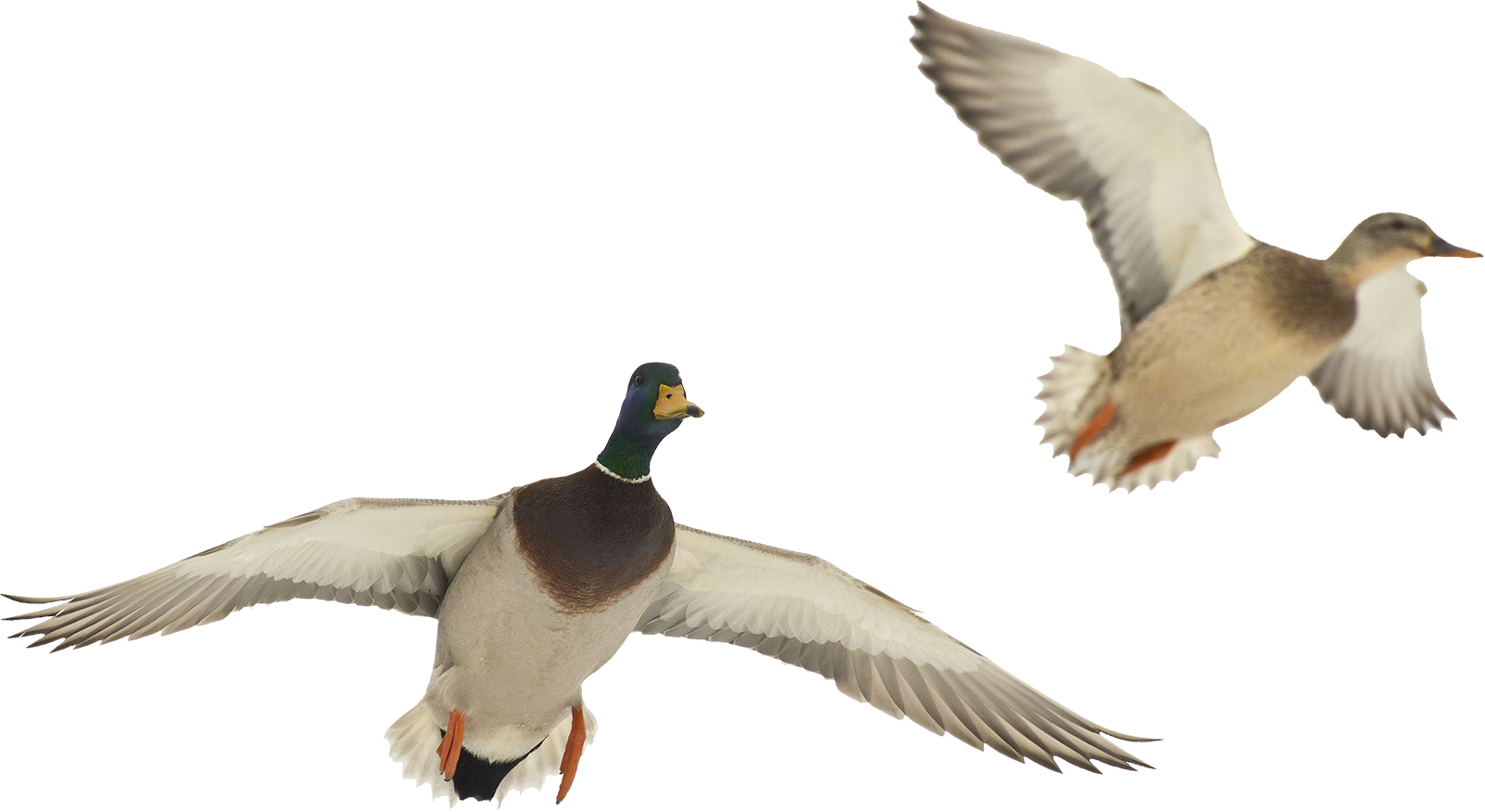 Download Png Image Report - Ducks In Flight Png (1600x875), Png Download