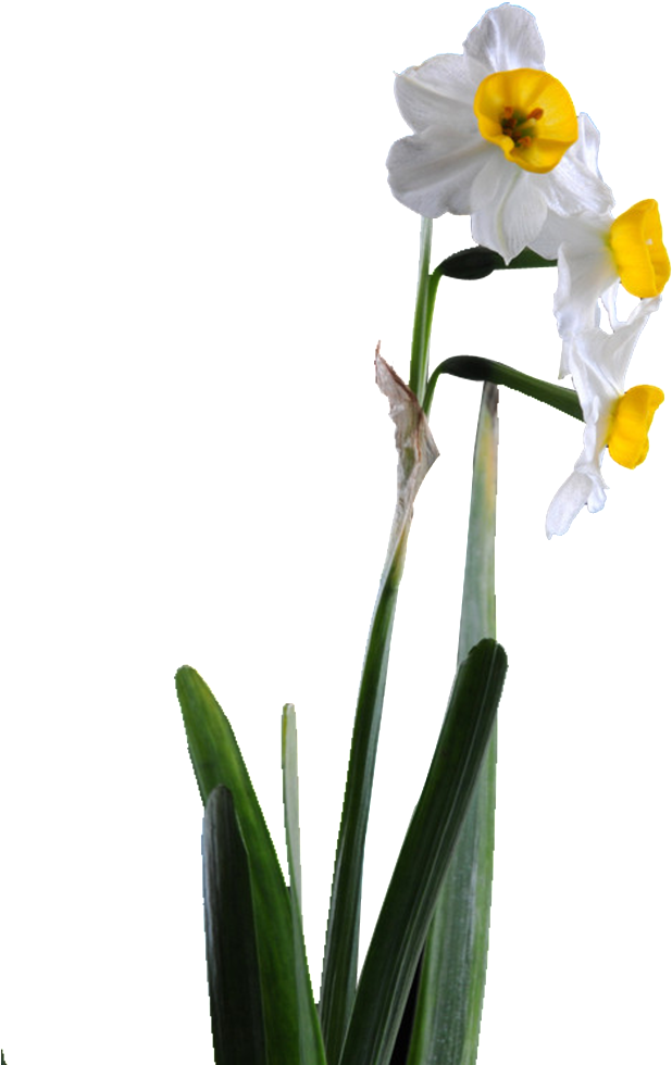 Download Beautiful Pink Flower Hd Png High Definition Video Png Image With No Background Pngkey Com