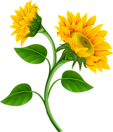1 - Sunflower Clip Art Flowers (430x500), Png Download