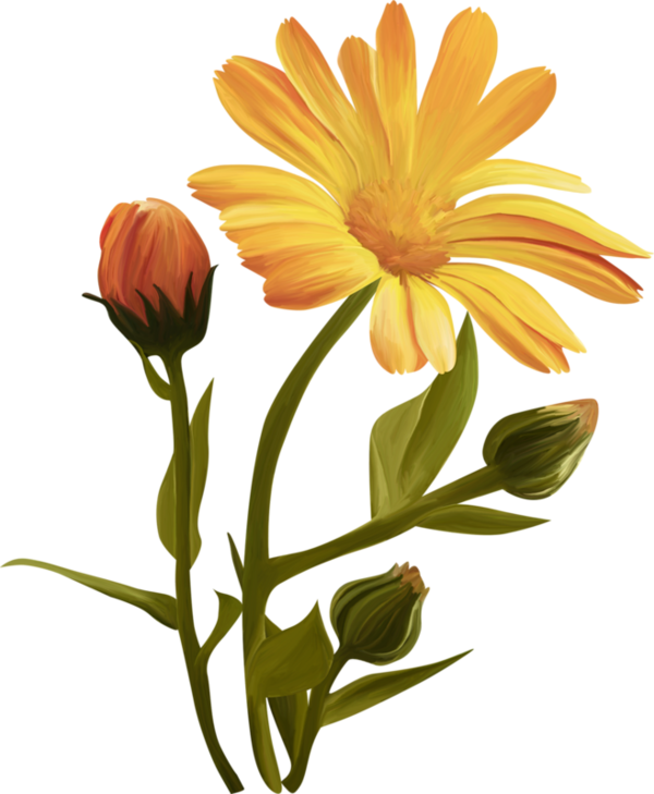 Common Sunflower (600x729), Png Download