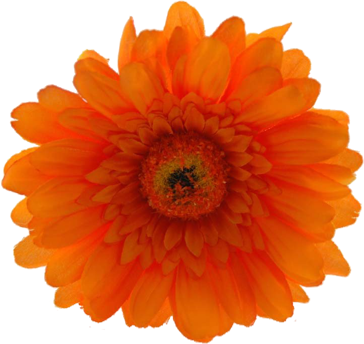 Now Only $19 - Orange Hibiscus Flower Png (800x784), Png Download