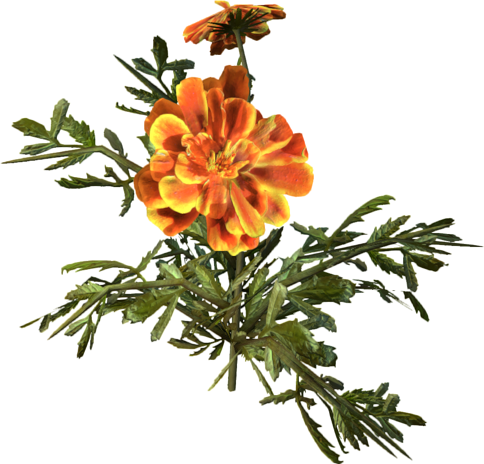 Marigold - Wiki (1024x1024), Png Download