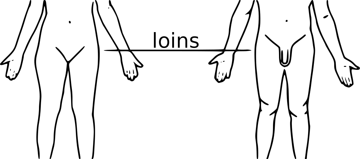 Loin In Human Body (1200x530), Png Download