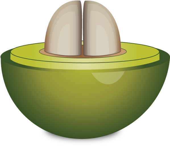 Cross Section Of Unripe Coffee Cherry - Coffee Cherry Tea (660x560), Png Download